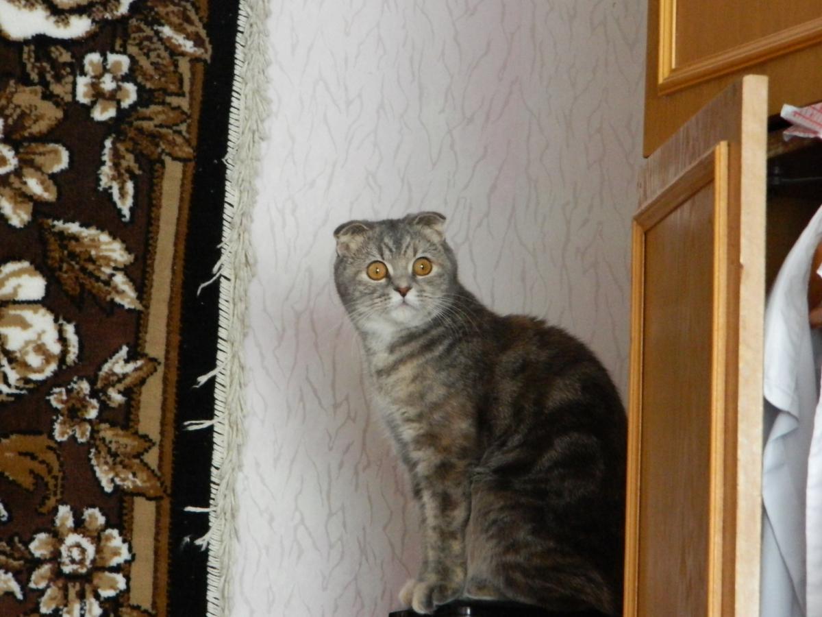 post-12809-0-55606800-1366448275_thumb.j