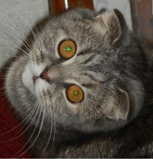 post-12809-0-66783400-1366448407_thumb.j