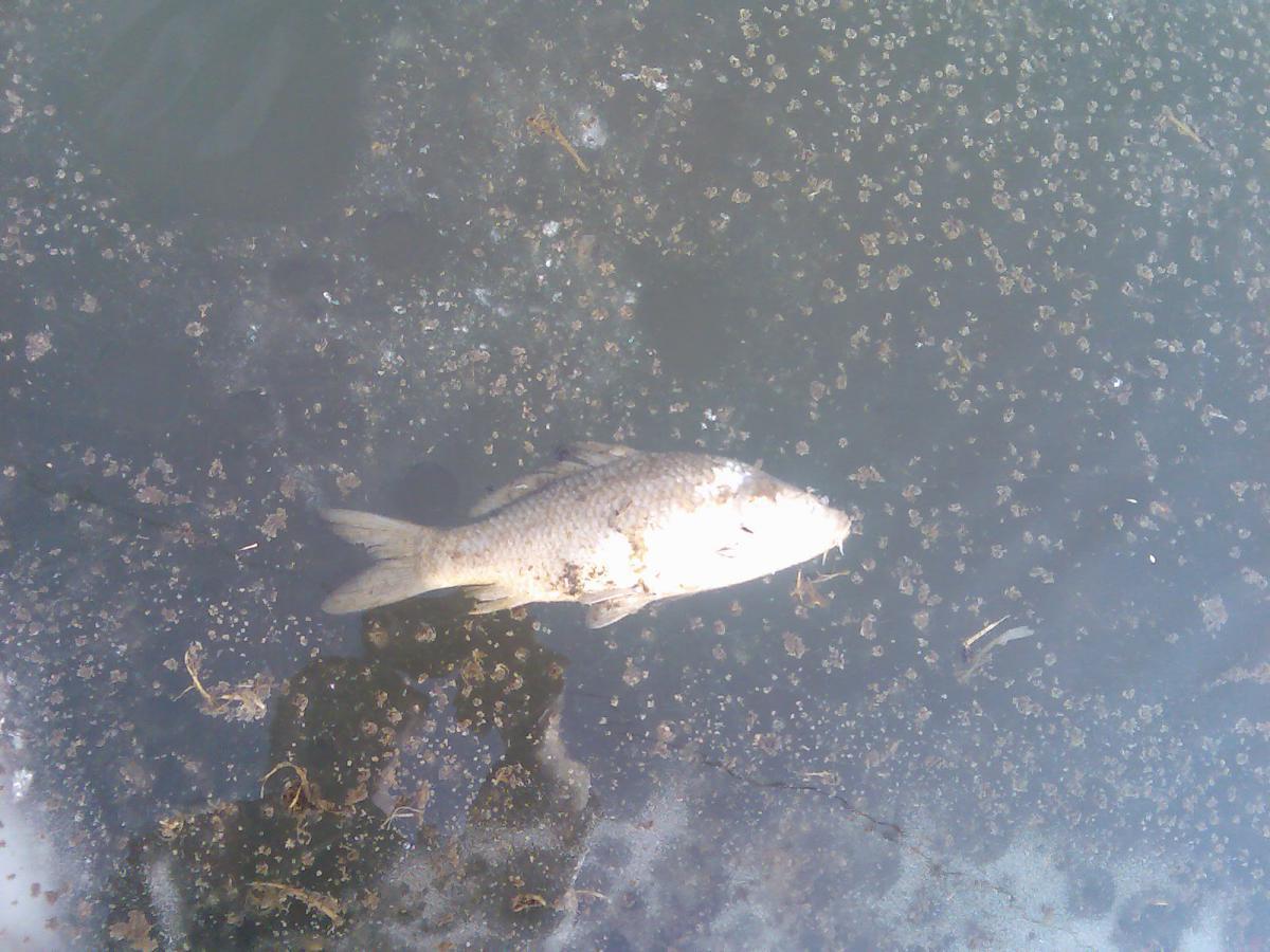 post-13697-0-43208800-1365942326_thumb.j