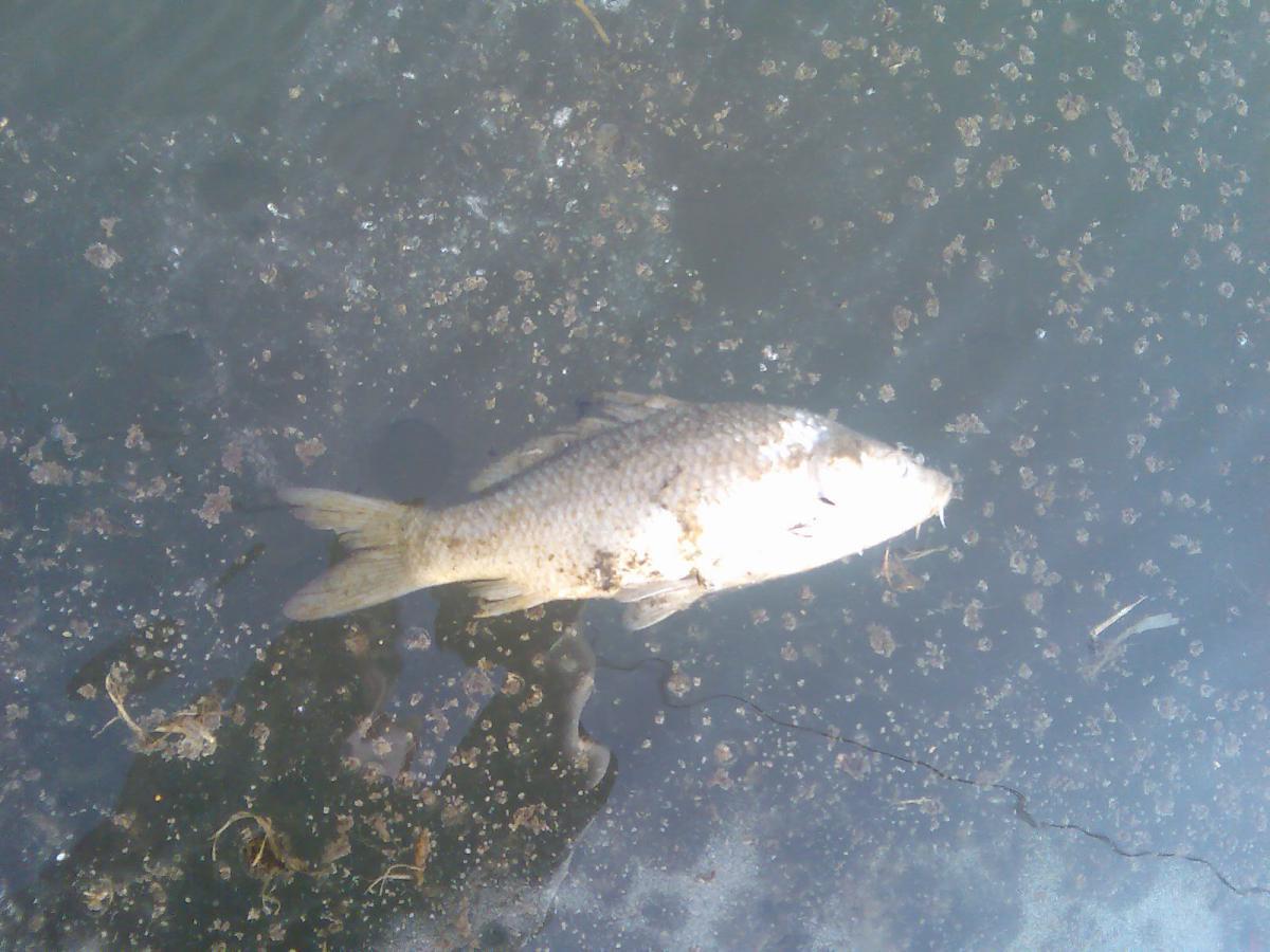 post-13697-0-79029200-1365942327_thumb.j