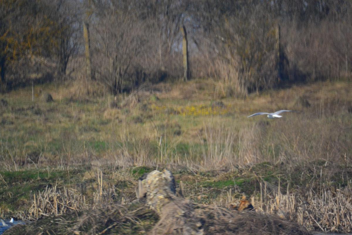 post-1554-0-05537700-1366661127_thumb.jp