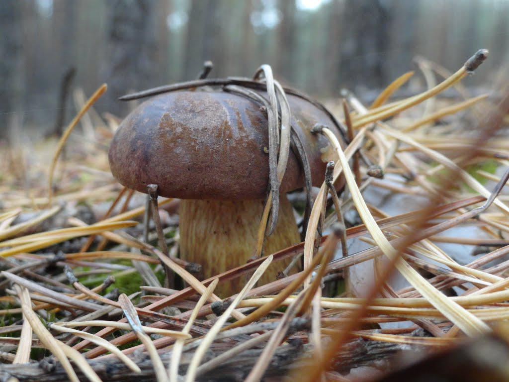 post-16372-0-03627100-1365810101_thumb.j