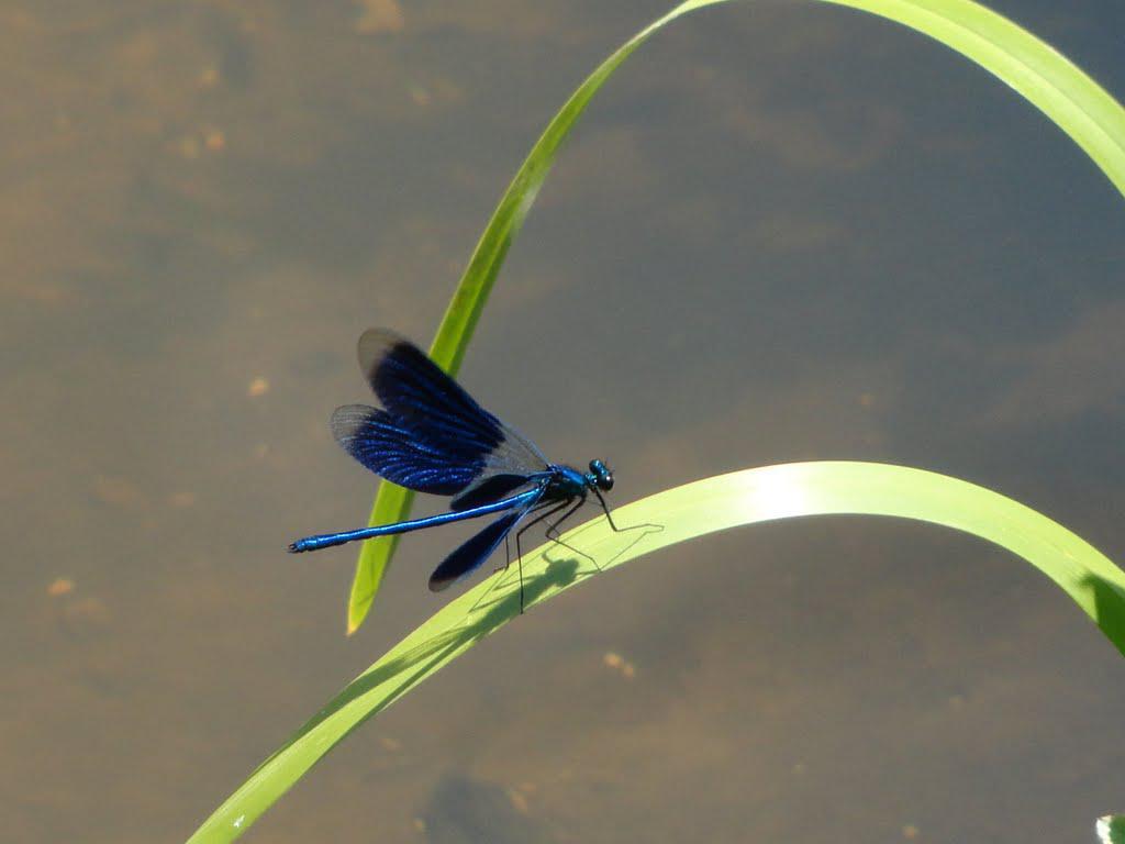 post-16372-0-06077600-1366063330_thumb.j