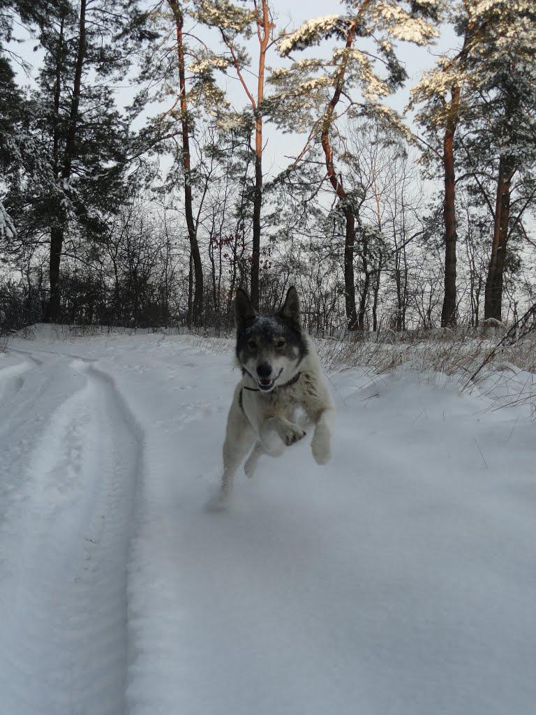 post-16372-0-10889000-1365809056_thumb.j