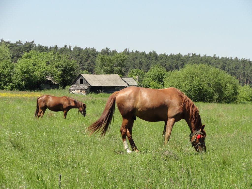 post-16372-0-11999300-1366063332_thumb.j