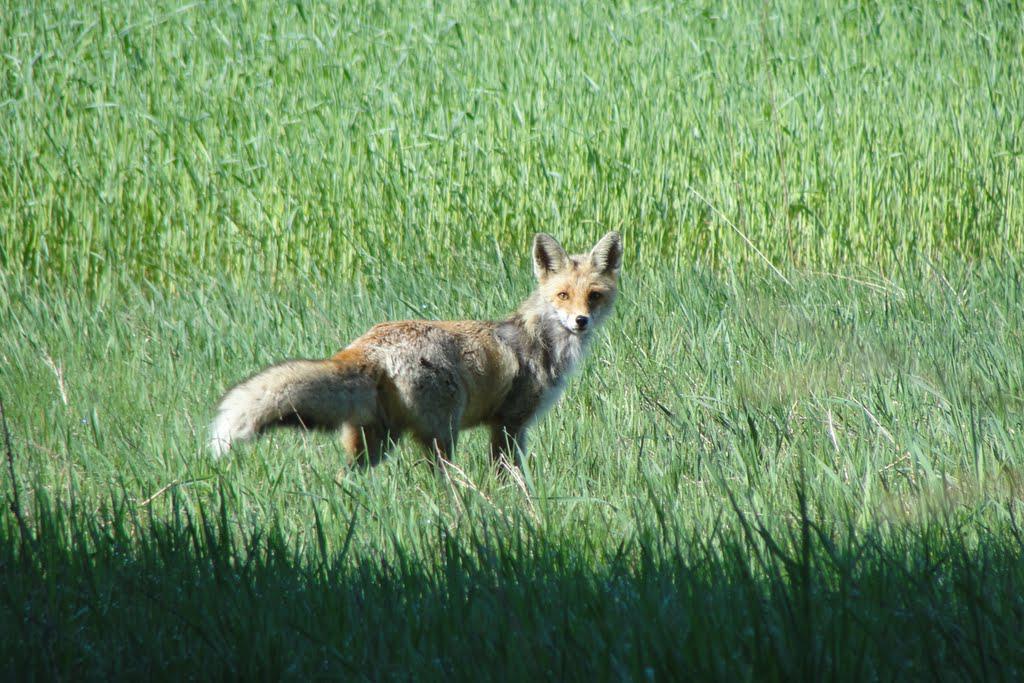 post-16372-0-12136300-1366063276_thumb.j