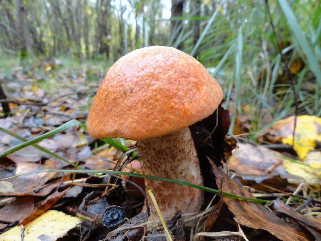 post-16372-0-13588700-1365810095_thumb.j