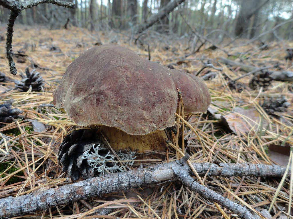 post-16372-0-13718500-1365809922_thumb.j