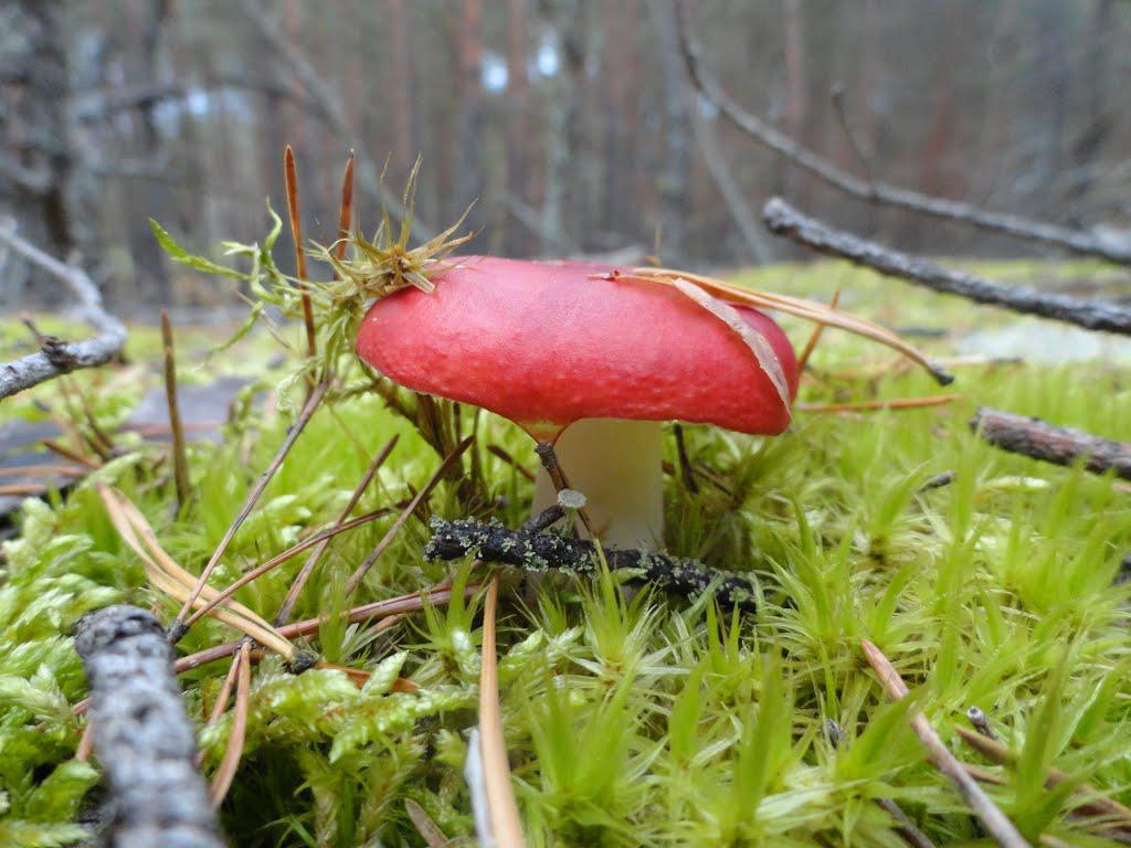 post-16372-0-14898400-1365810099_thumb.j