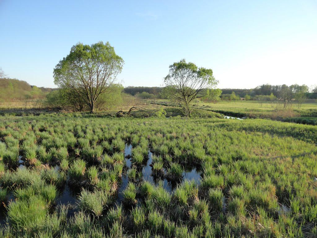 post-16372-0-14992800-1366061415_thumb.j