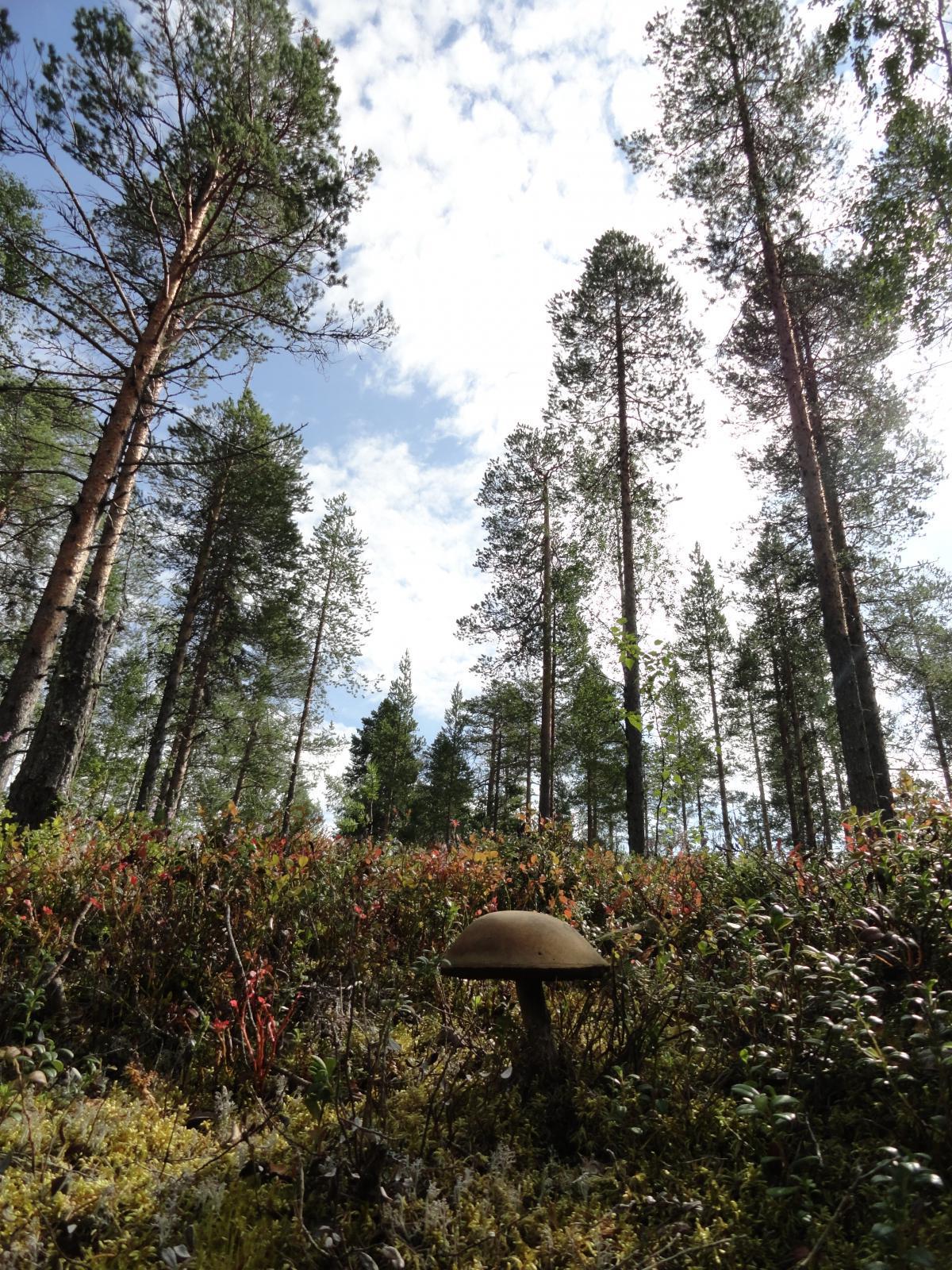 post-16372-0-17567900-1365807325_thumb.j