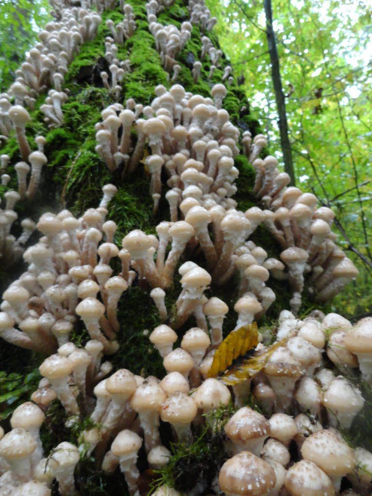 post-16372-0-18921500-1365810096_thumb.j