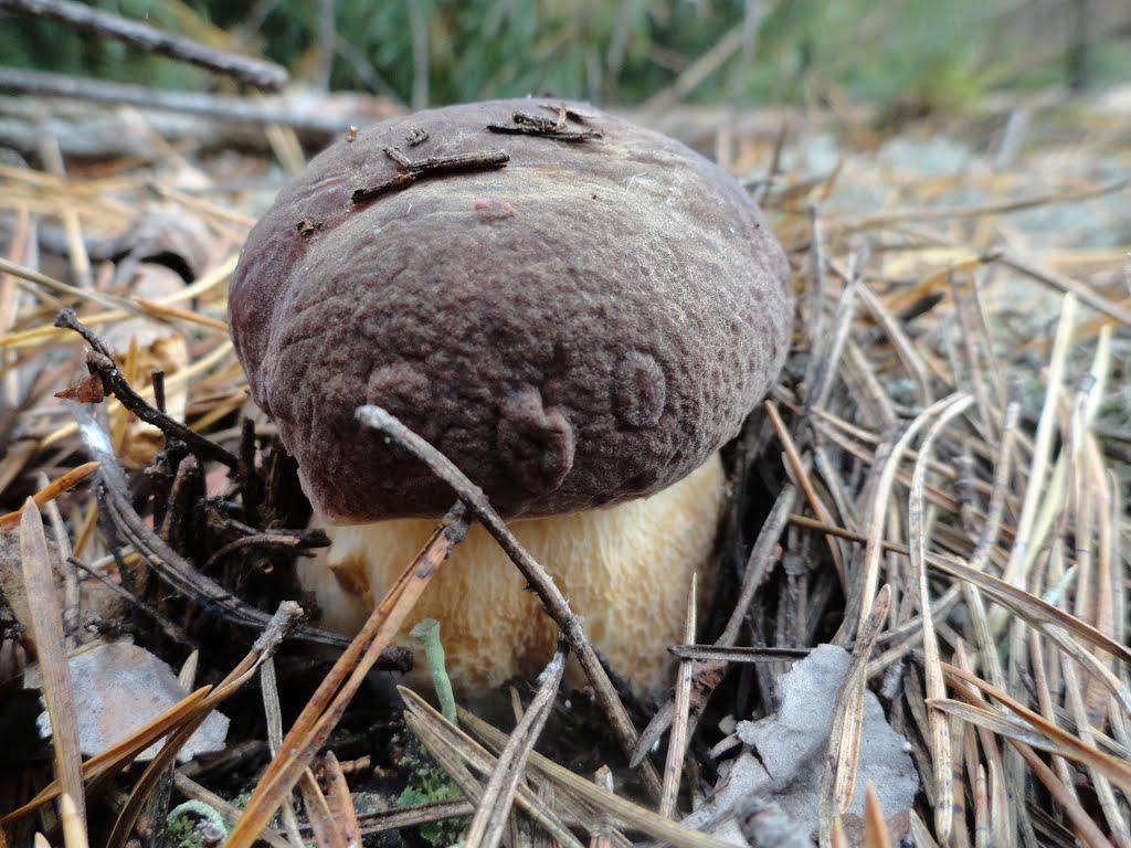 post-16372-0-19305400-1365810100_thumb.j