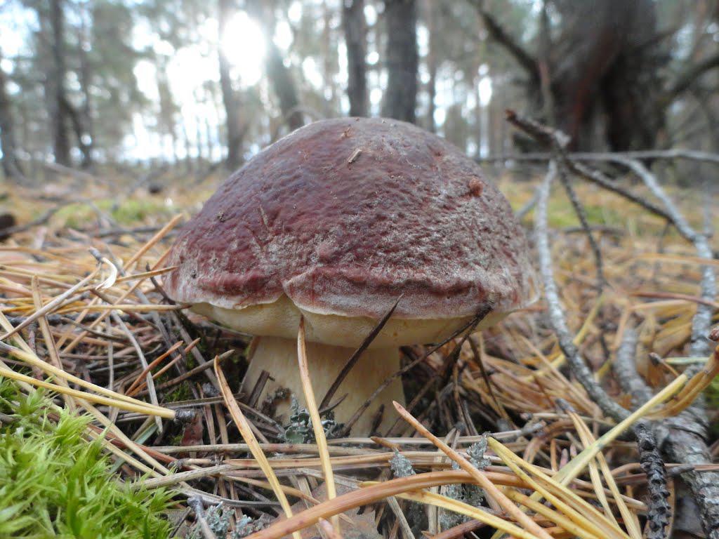 post-16372-0-20474600-1365809921_thumb.j