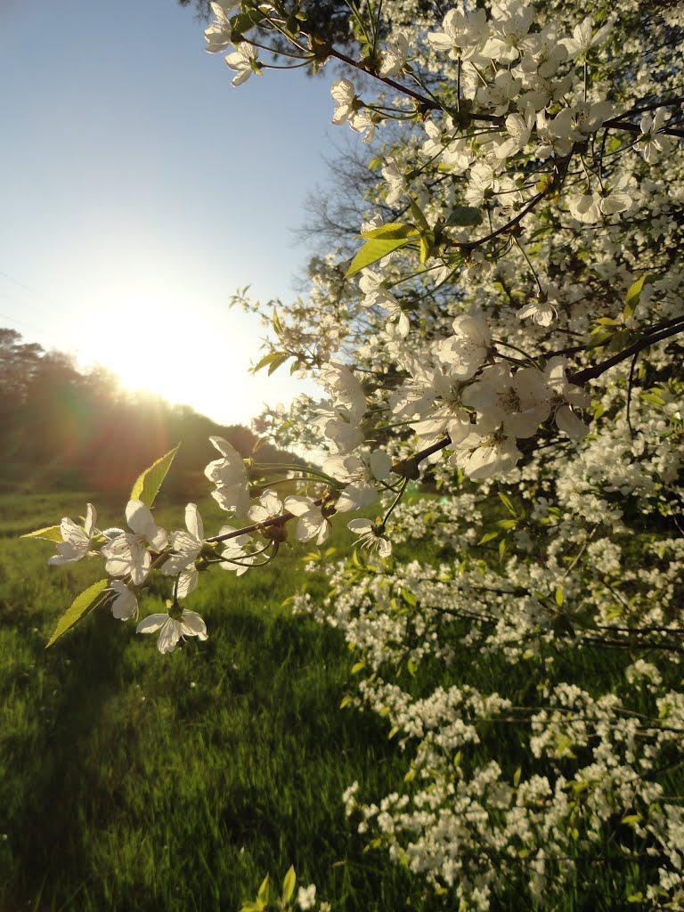 post-16372-0-21443300-1366061416_thumb.j