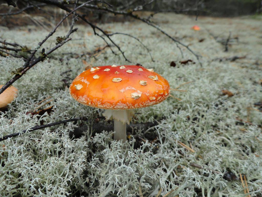 post-16372-0-23240100-1365810098_thumb.j