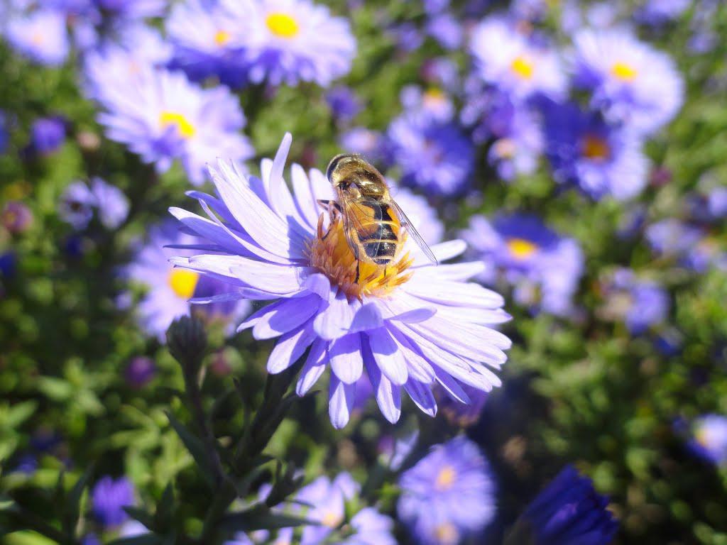 post-16372-0-28866400-1365809825_thumb.j