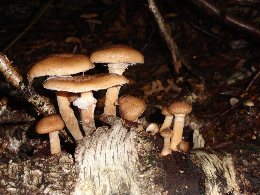 post-16372-0-30112100-1365810097_thumb.j