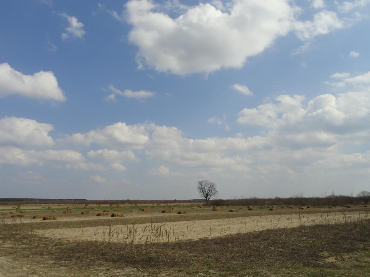 post-16372-0-49685300-1366198394_thumb.j