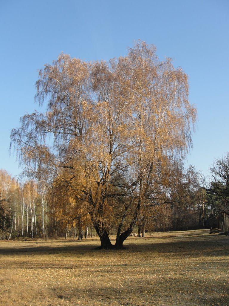 post-16372-0-50299300-1366063459_thumb.j