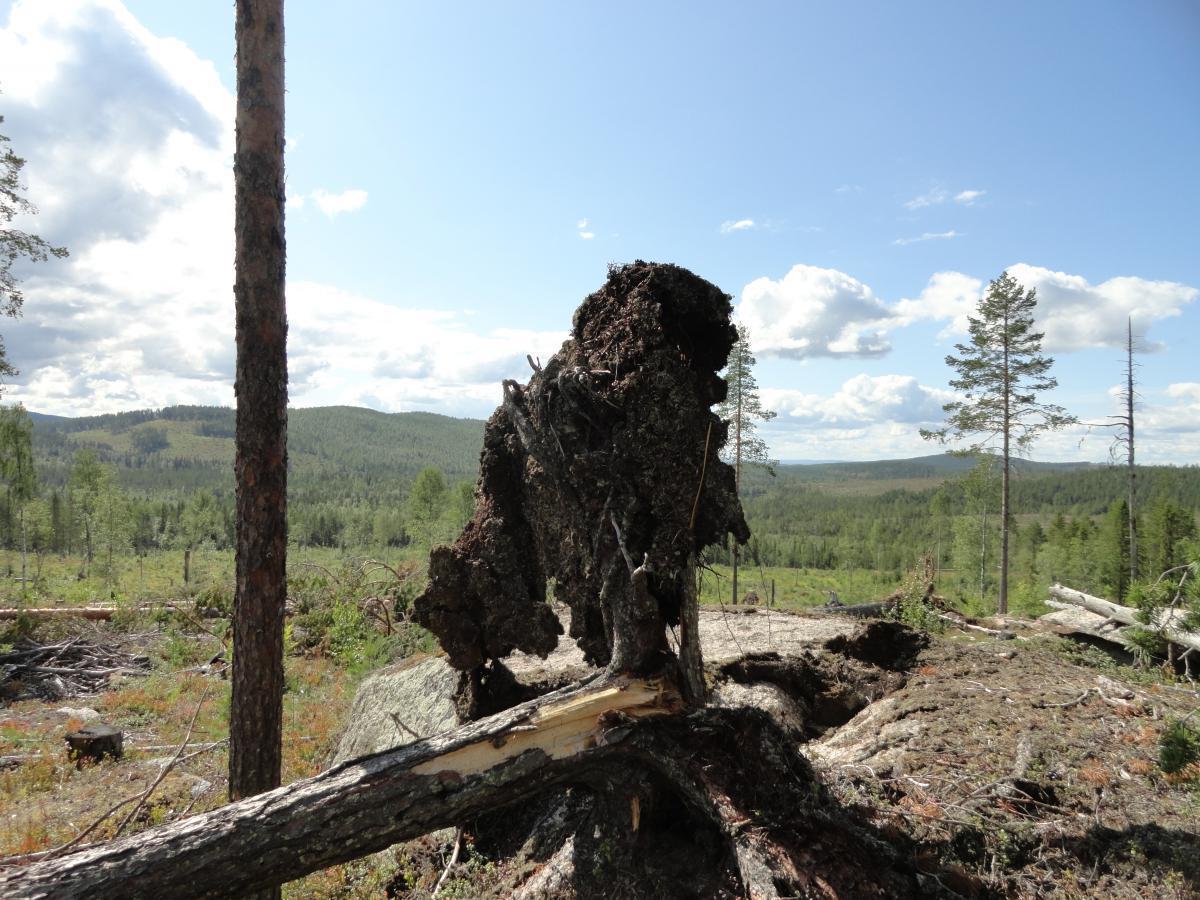 post-16372-0-51037900-1365807306_thumb.j