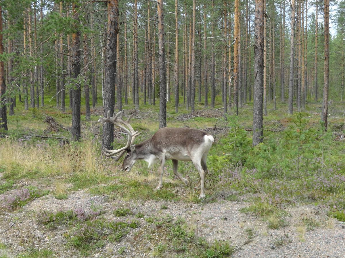 post-16372-0-54307700-1365807296_thumb.j