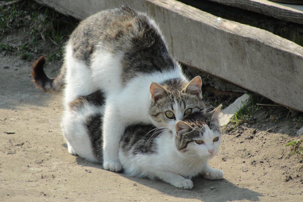 post-16372-0-58328400-1366063273_thumb.j