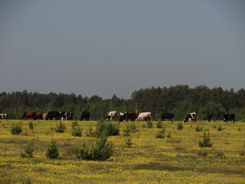 post-16372-0-59319300-1366061502_thumb.j