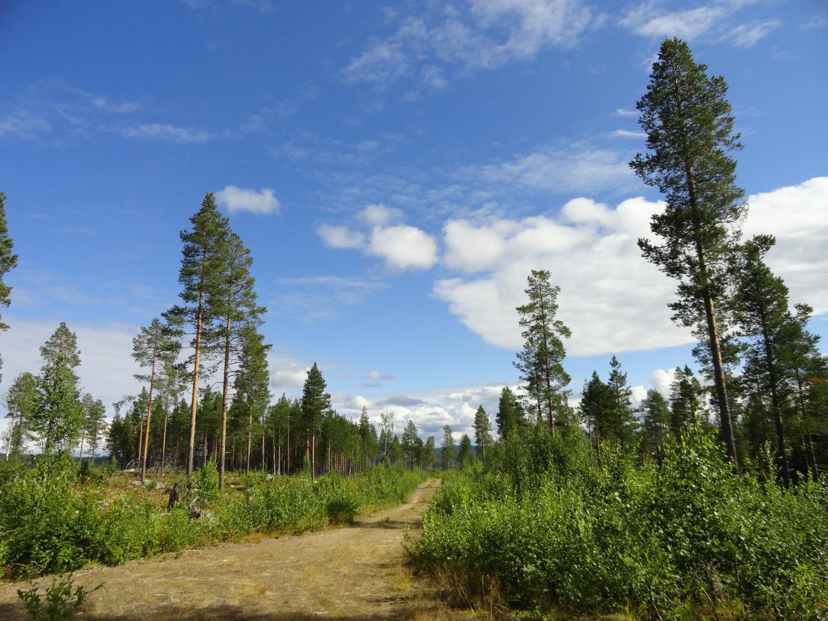 post-16372-0-64621900-1365807513_thumb.j