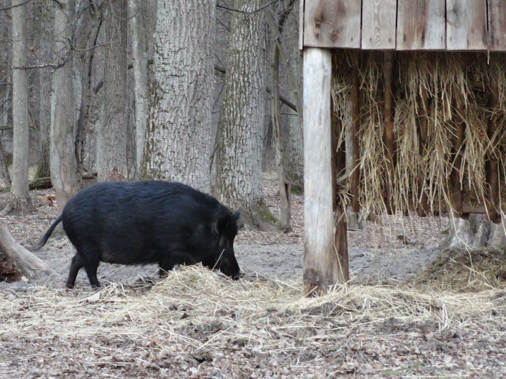 post-16372-0-65034300-1366061368_thumb.j