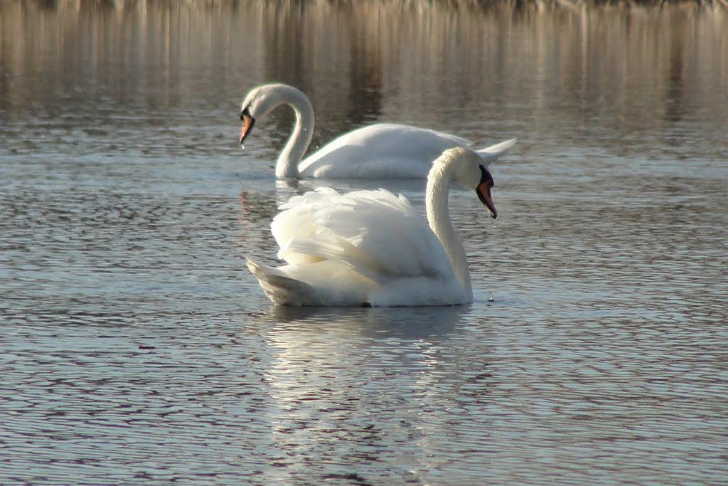 post-16372-0-71543600-1366063228_thumb.j