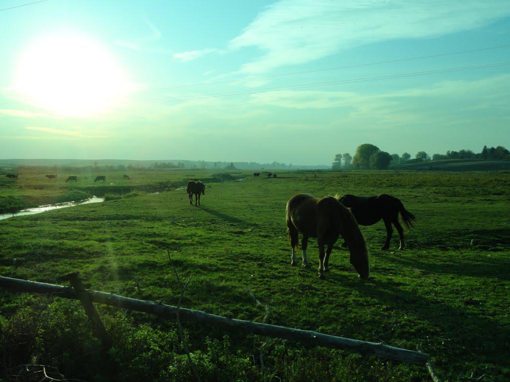 post-16372-0-75392200-1366063455_thumb.j