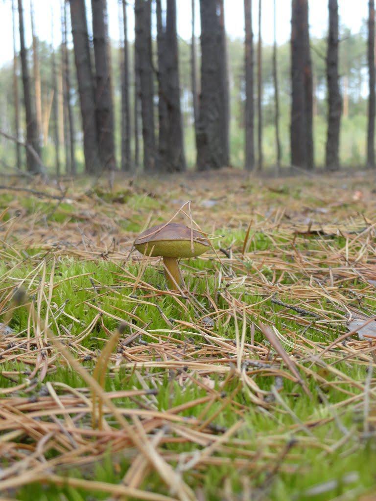 post-16372-0-76811100-1365810102_thumb.j