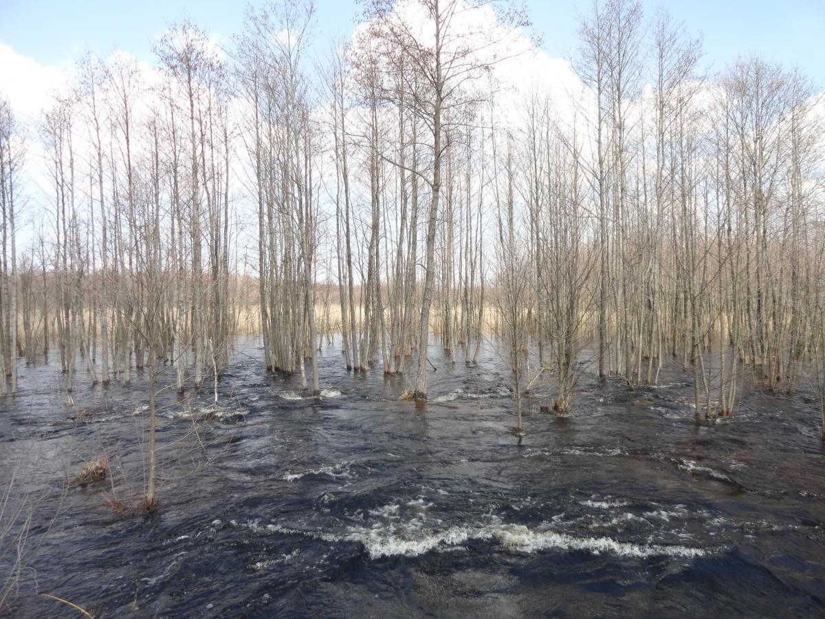 post-16372-0-81796200-1366198551_thumb.j