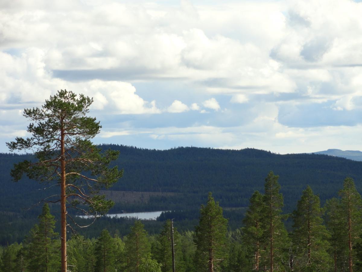 post-16372-0-82596100-1365807503_thumb.j