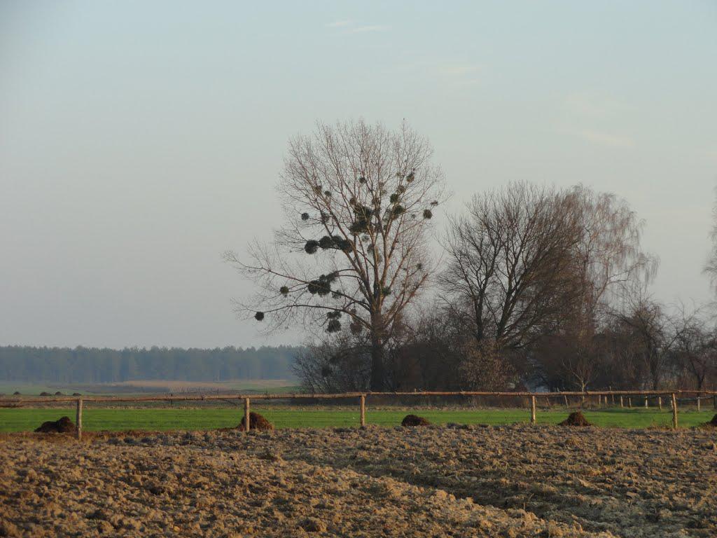 post-16372-0-83721100-1365809763_thumb.j