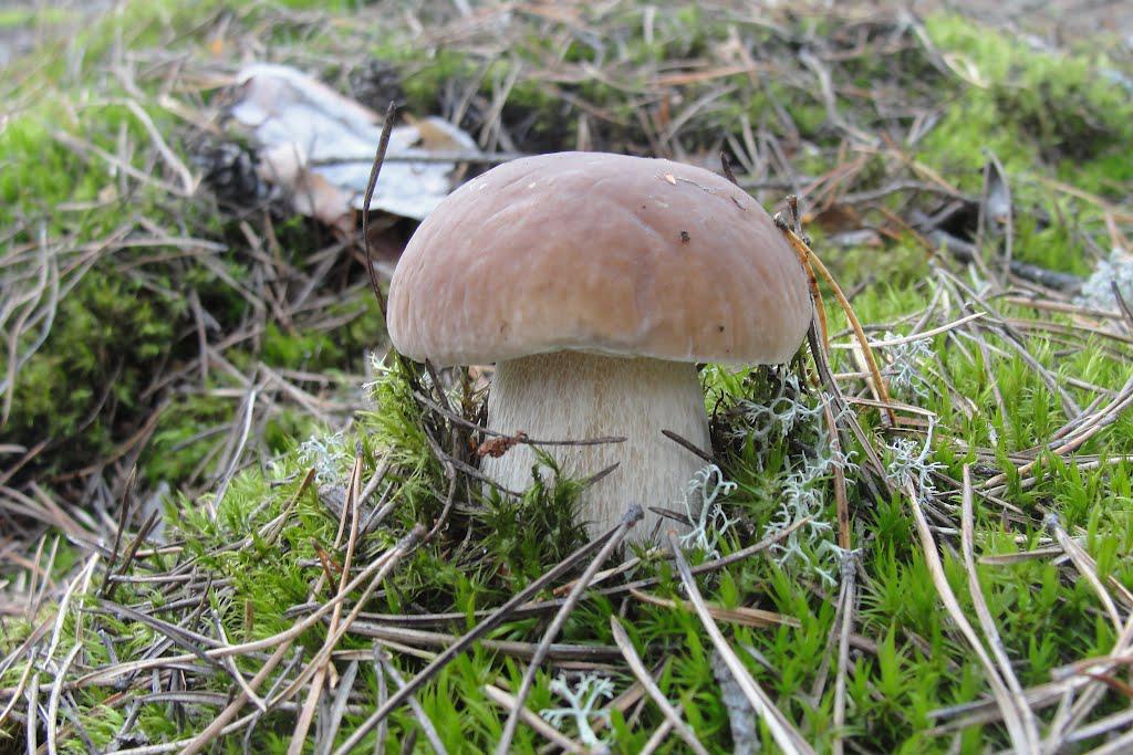 post-16372-0-84011000-1365810093_thumb.j