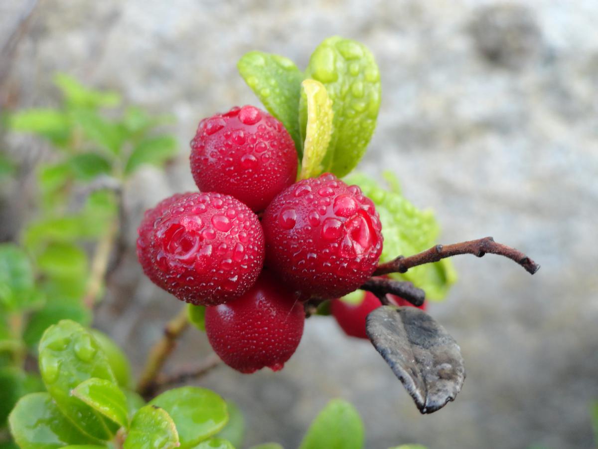 post-16372-0-86860400-1365808286_thumb.j