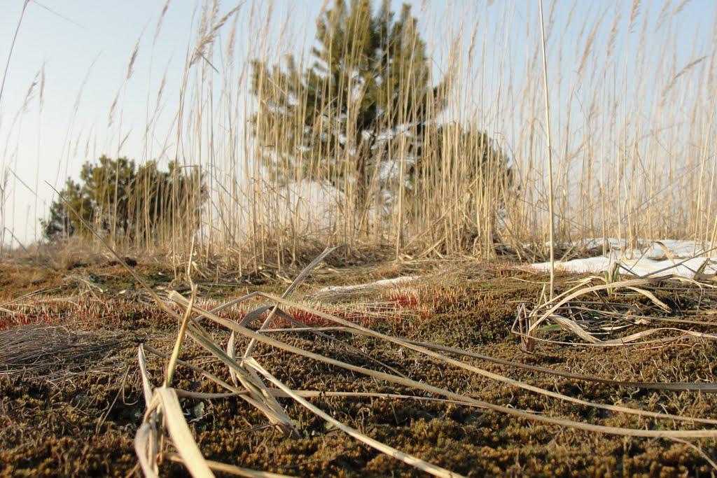 post-16372-0-87036900-1366063225_thumb.j