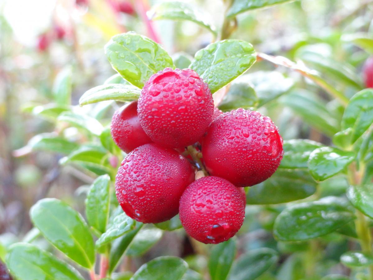 post-16372-0-88875000-1365808294_thumb.j