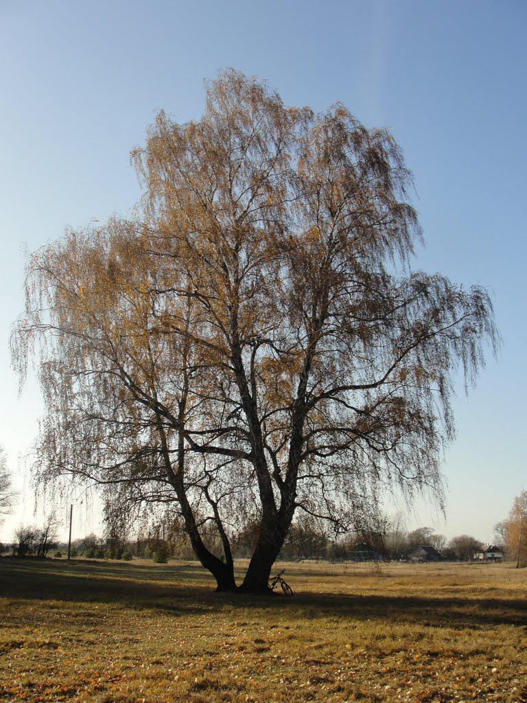 post-16372-0-89152600-1366063490_thumb.j