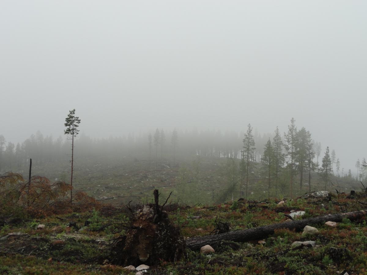 post-16372-0-90389500-1365807585_thumb.j