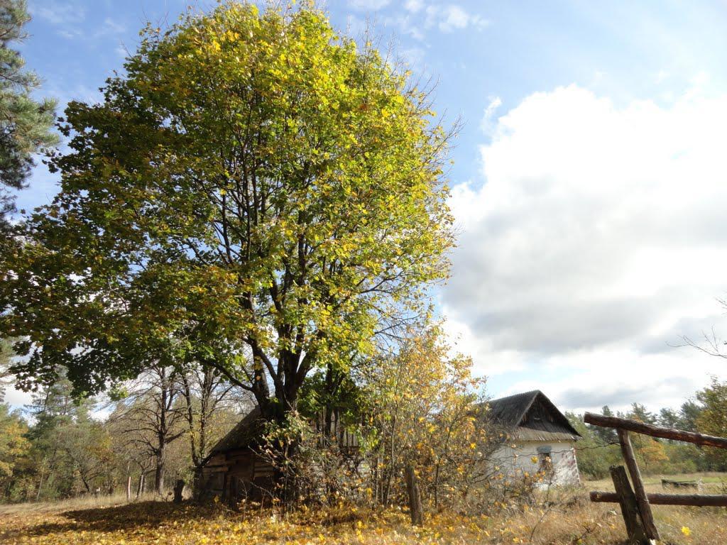 post-16372-0-92375900-1366063451_thumb.j