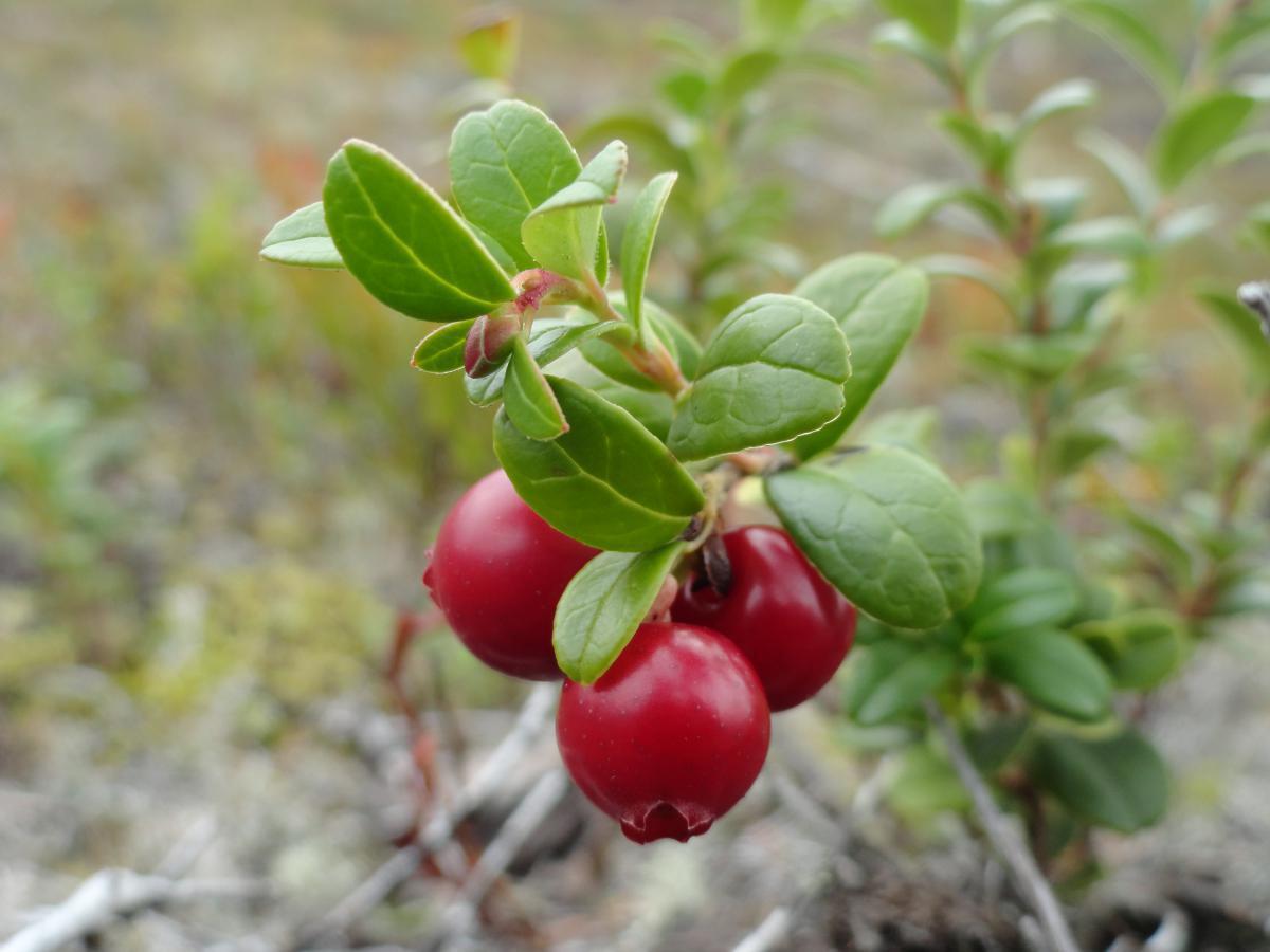 post-16372-0-94136000-1365808339_thumb.j