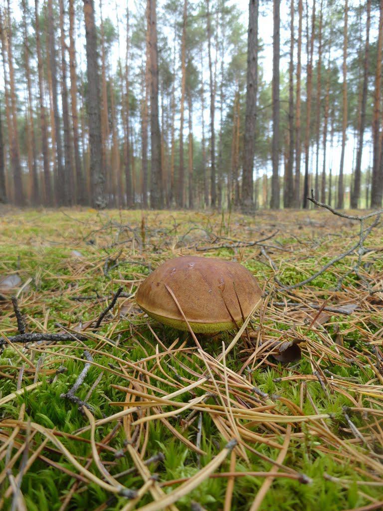 post-16372-0-95307500-1365810101_thumb.j