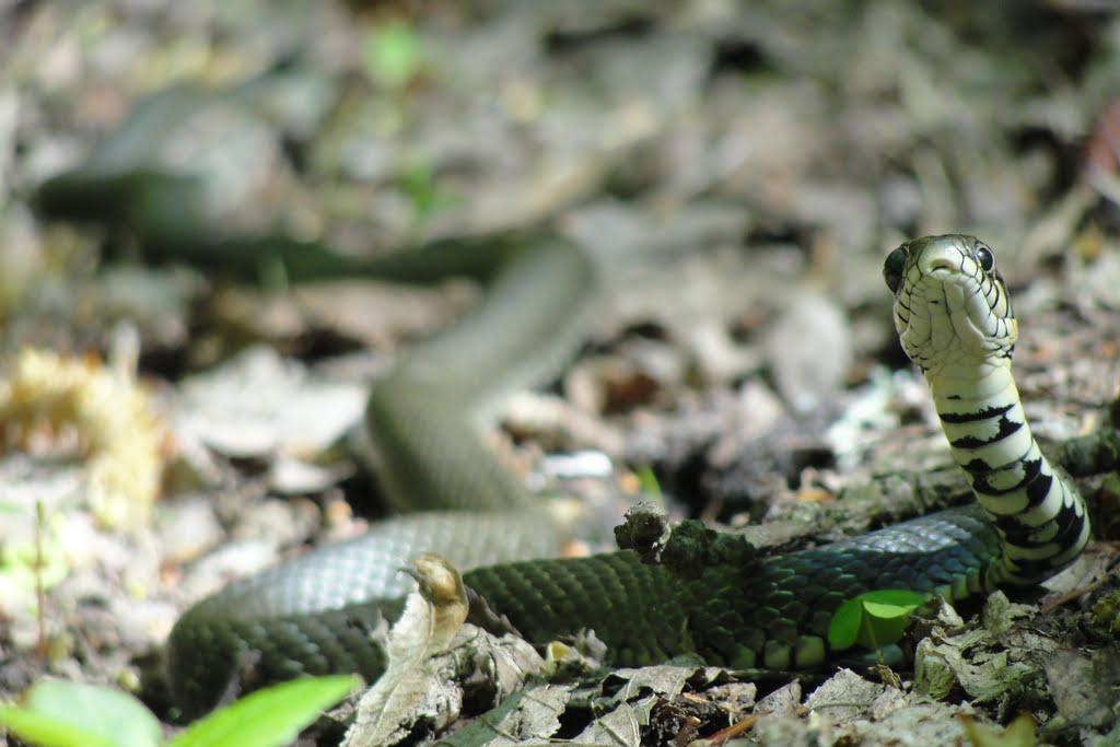 post-16372-0-96834500-1366063276_thumb.j