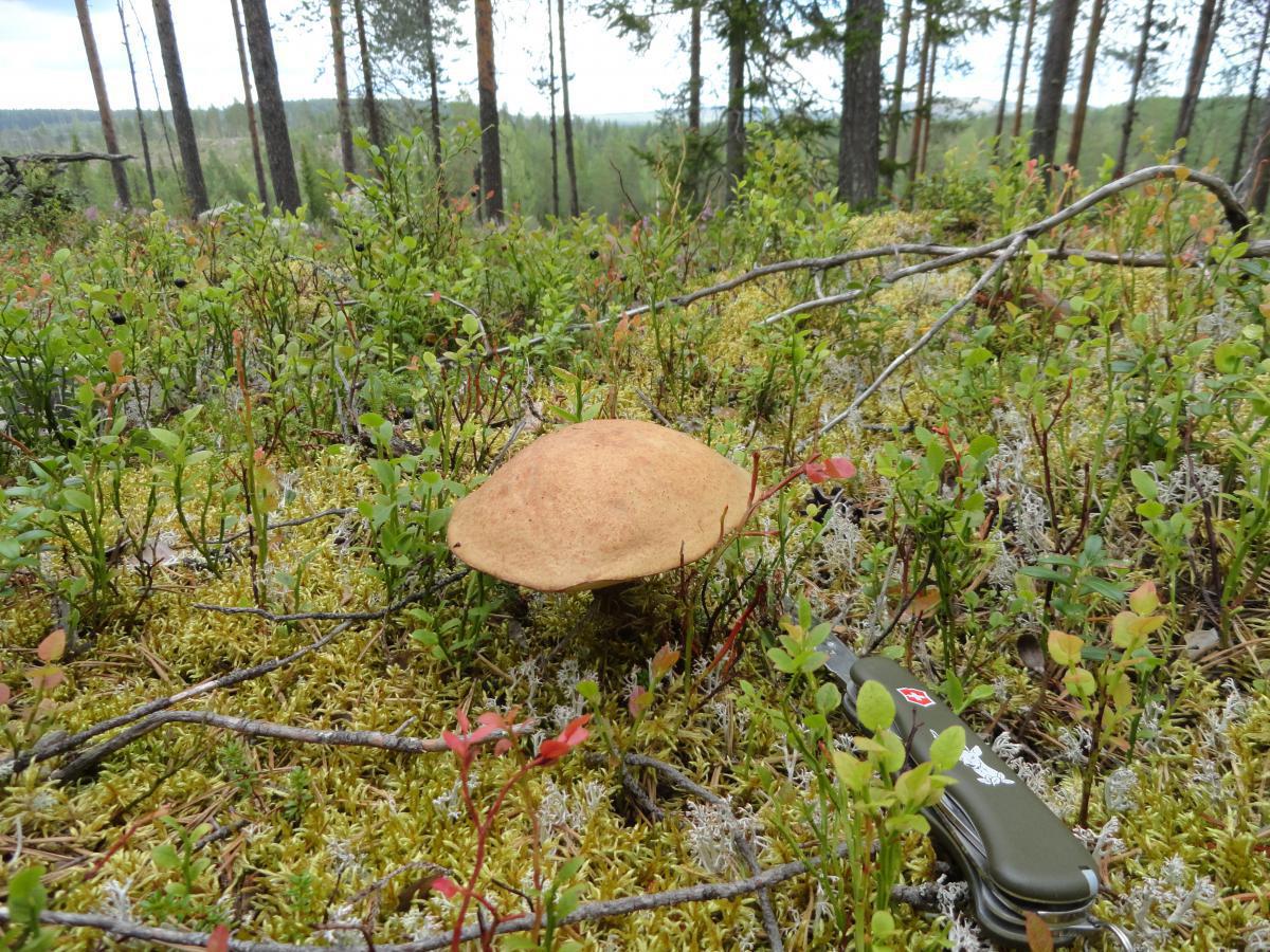 post-16372-0-96886000-1365807287_thumb.j