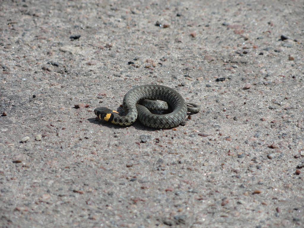 post-16372-0-99084500-1365810324_thumb.j