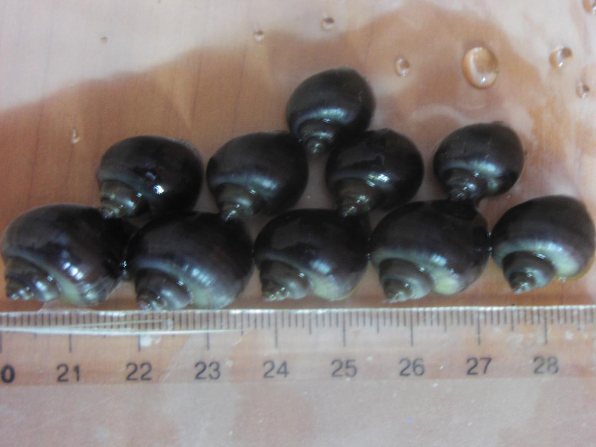 post-20726-0-18975900-1365924868_thumb.j