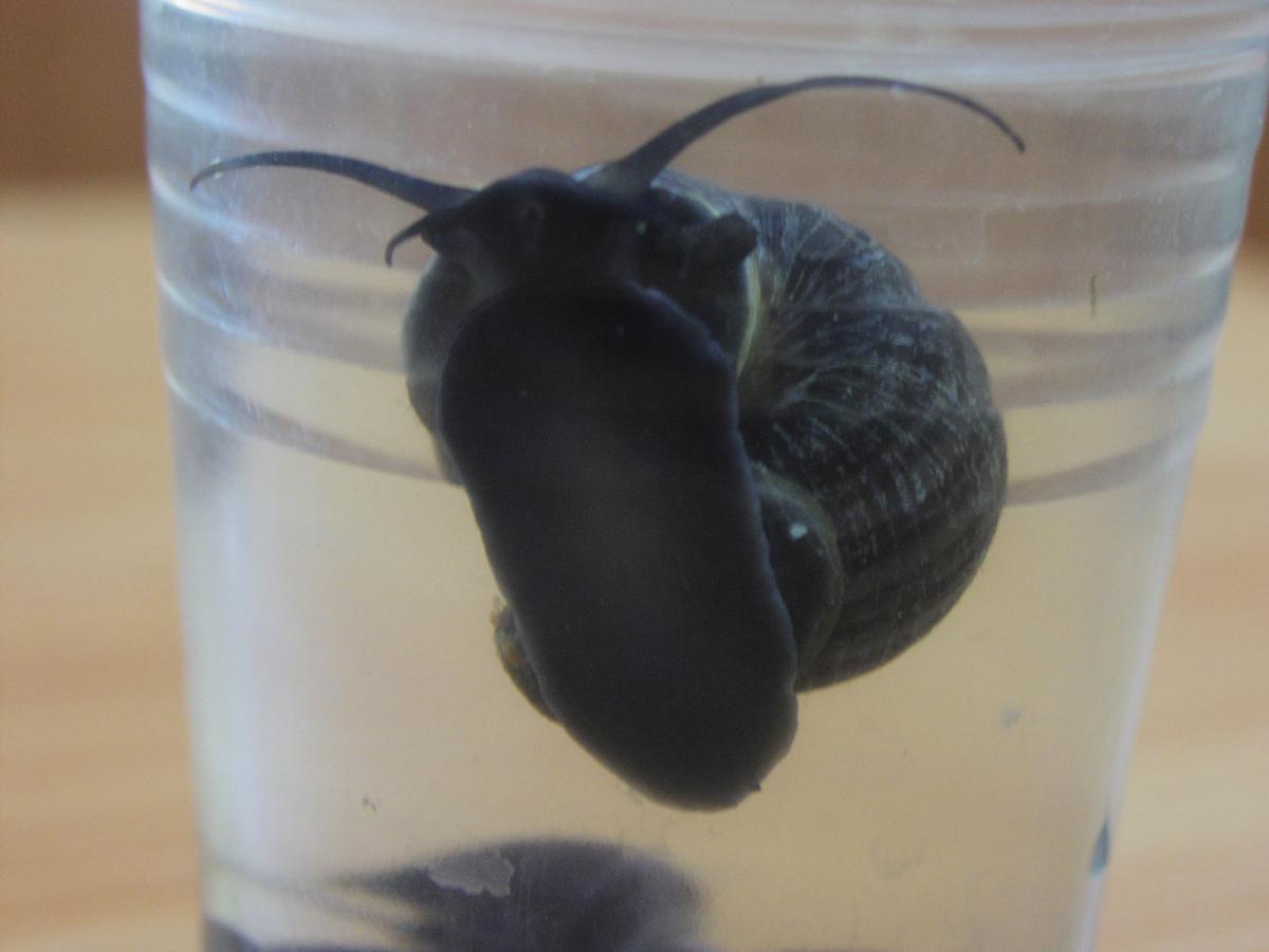 post-20726-0-88659100-1366228679_thumb.j